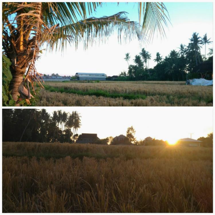 Lestarikan Subak yang berada di Desa Sedang