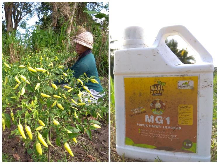 Luar Biasa! Produksi Cabai Meningkat, Petani Cabai Subak Munduk Kerasan Pakai Pupuk Ini