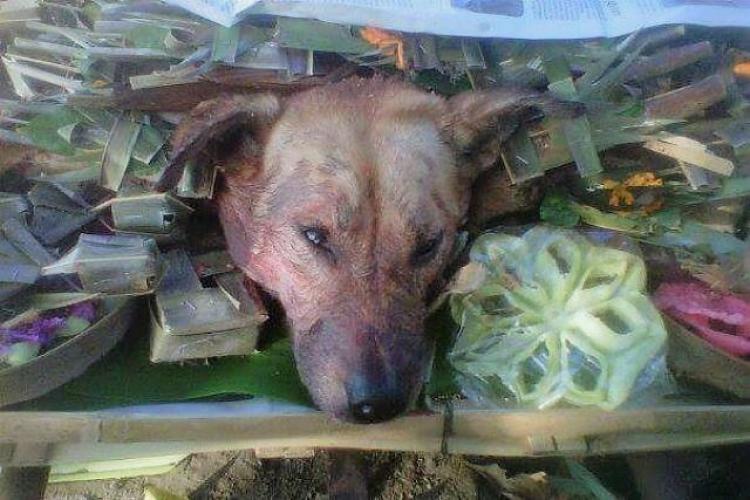 Makna Dari Caru Panca Kelud Menggunakan Asu (Anjing) Belang Bungkem