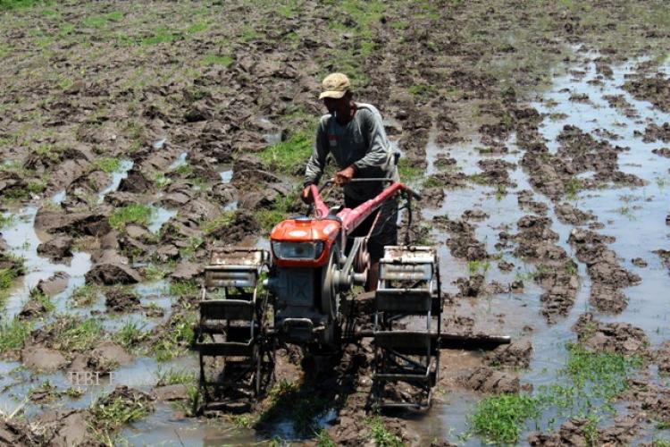 Manfaat Membajak Sawah Sebelum Menanam Padi