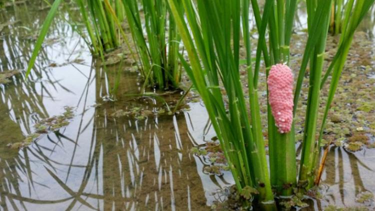 Manfaatkan Telur Keong Mas Sebagai Pakan Ternak