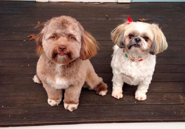 Maraknya Peracunan Anjing Di Bali Membuat Para Majikan Hawatir