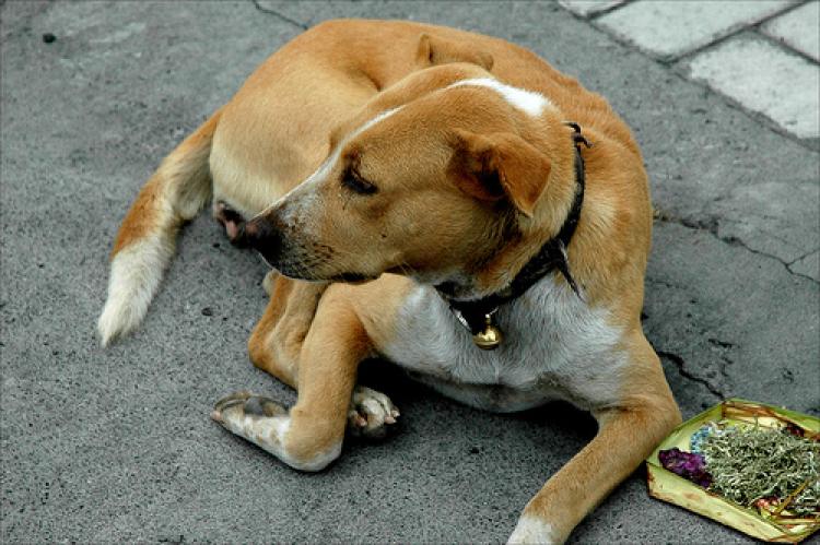 Mari Lestarikan Anjing Bali Sebagai Salah Satu Warisan Penting di Pulaunya Sendiri..