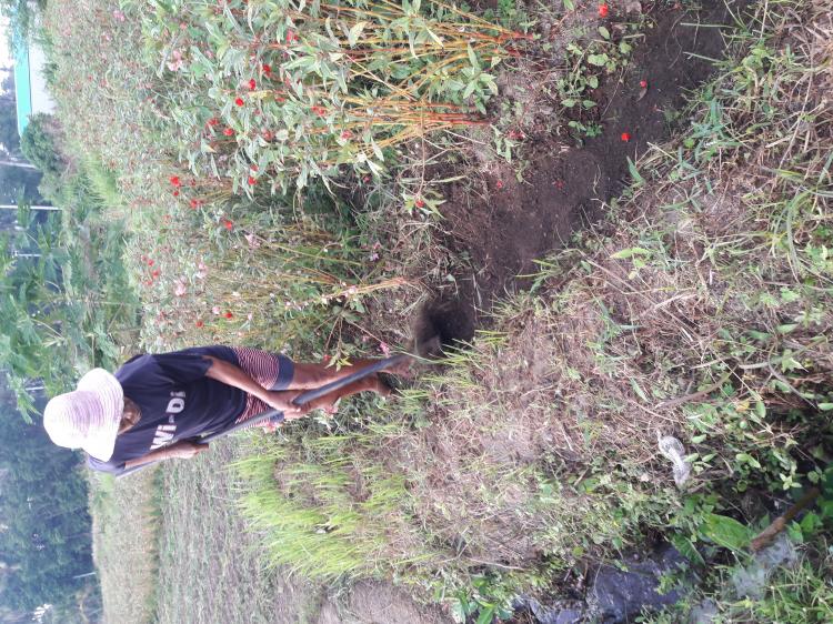 "Megebuang" Istilah Para Petani Dalam Membasmi Rumput Liar