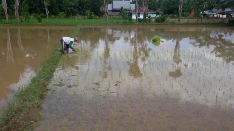 Memasuki Musim Penghujan, Saat Yang Tepat Untuk Mulai Menggarap Sawah