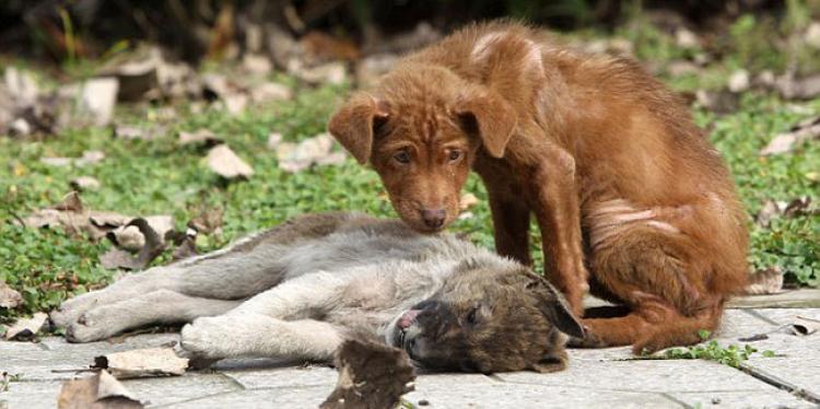 Membuang dan menelantarkan Bukanlah Penyelesaian, STOP terlantarkan Anjing ataupun kucing !