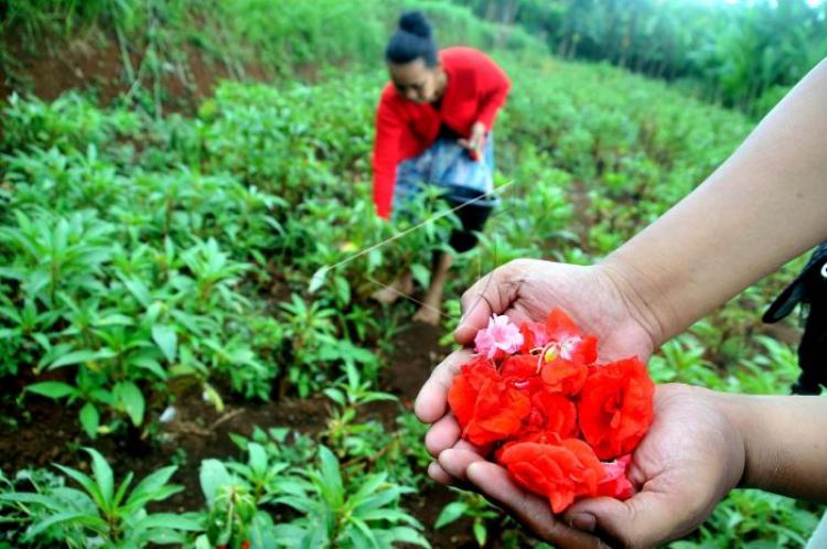 Mencari Uang Tambahan Dari Menjual Bunga Pacah