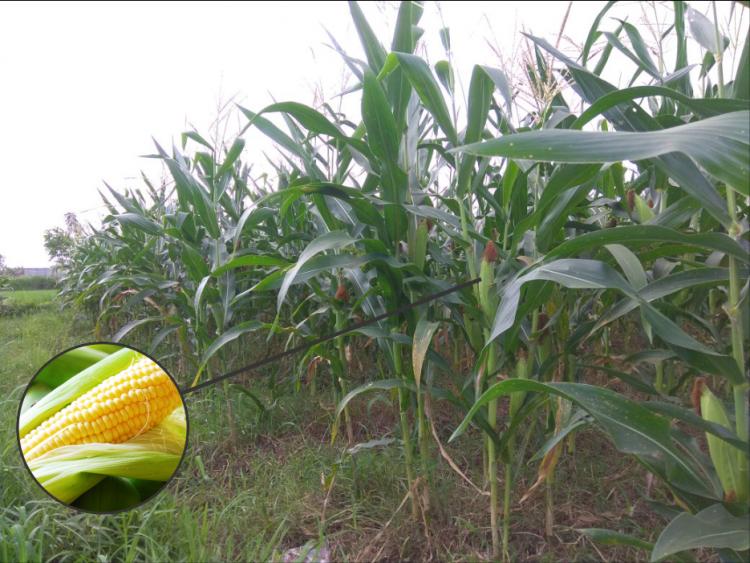 Mengenal Cara Budidaya Tanaman Jagung Manis dari Petani Subak Munduk Kerasan