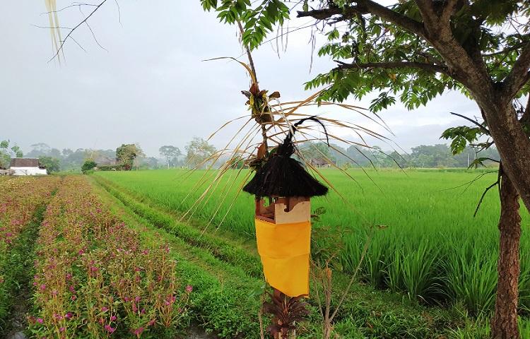 Mengenal Manfaat Sawah dan Multifungsinya Bagi Manusia dan Lingkungan