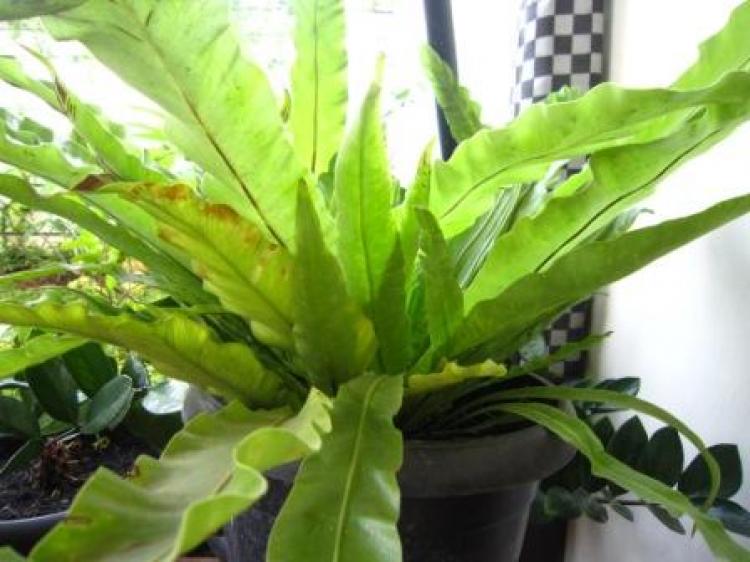 Mengenal Tanaman Hias Kadaka alias Si Pakis Sarang Burung