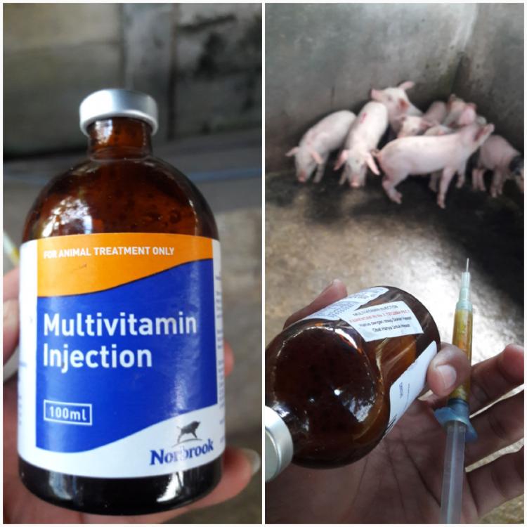 Minimalisir Kerugian, Gede Suparta Siapkan Vitamin Injection