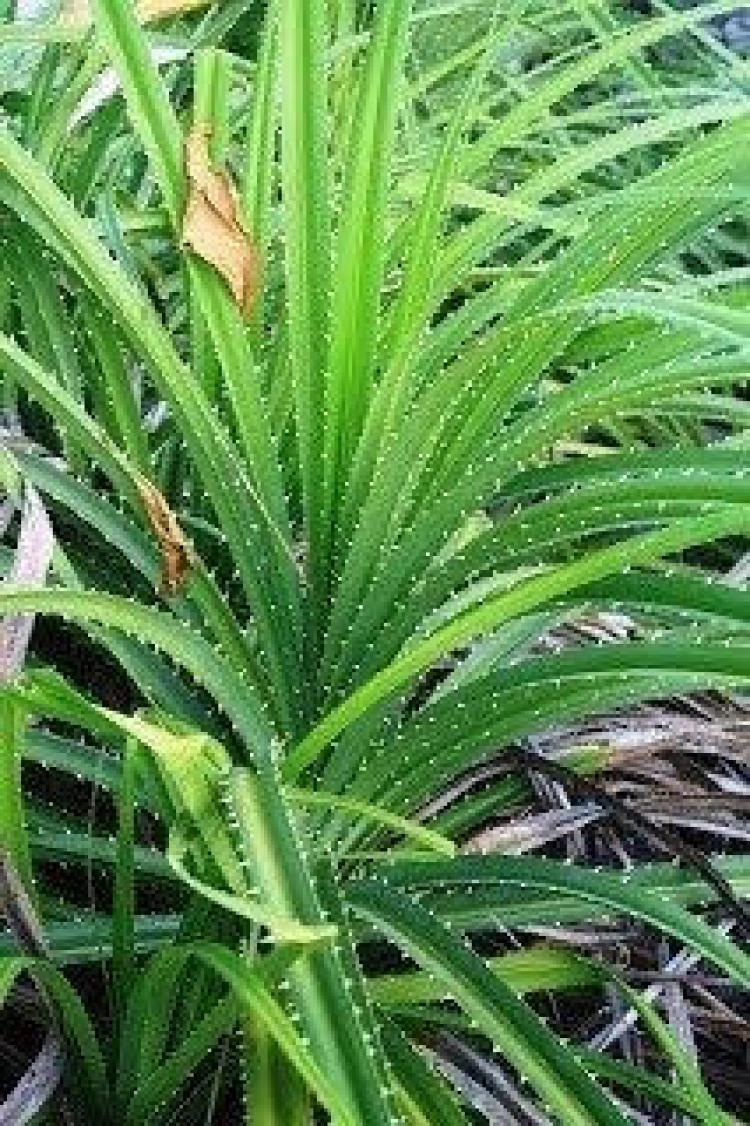 Mitos Daun Pandan Berduri Sebagai Penangkal Leak, Benarkah?