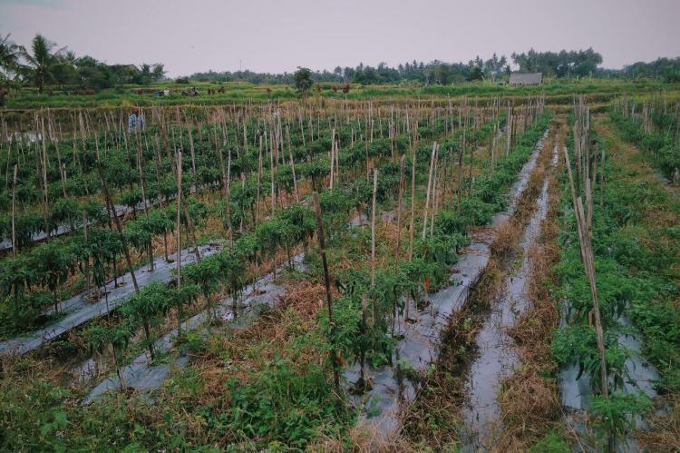 Mulai Hujan, Petani Cabe Menjadi Khawatir