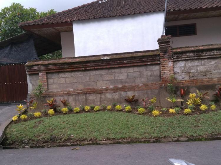 Musim Hujan, Tanaman di Pinggir Jalan Tidak Perlu Disirami