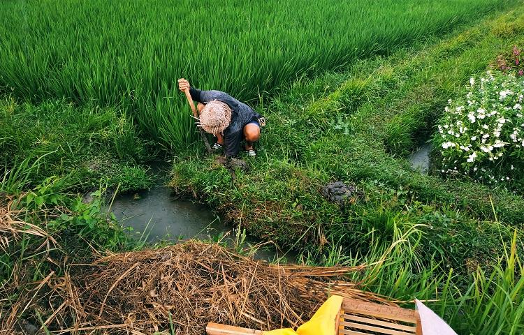 Musim Hujan Tiba, Antisipasi Air Meluap Ini Yang Dilakukan Petani Subak Dledekan