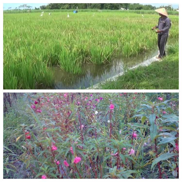 Musim Penghujan Tiba! Berkah atau Musibah?