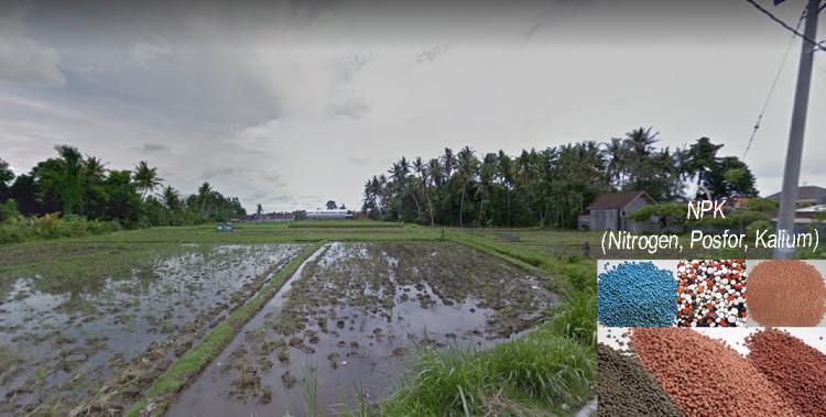 NPK, Suatu Hal Yang Wajib Dalam Budidaya Padi Bagi Petani Desa Sedang