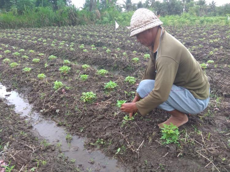 Ngensub (Menyulam), Cara Petani untuk Melengkapi Tanaman yang Rusak dan Mati