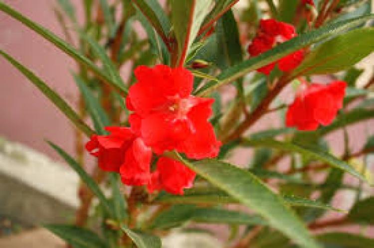 Pacar Air Musuh Kanker