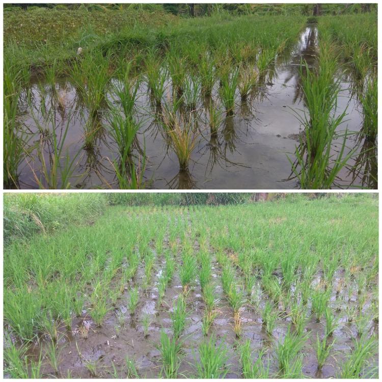 Padi Milik Petani Subak Munduk Kerasan Terancam Gagal Panen
