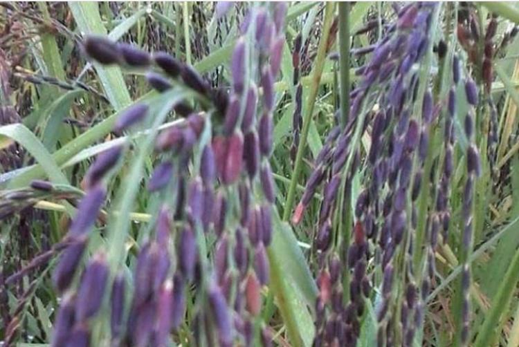 Padi Ungu Mulai Dikembangkan Petani
