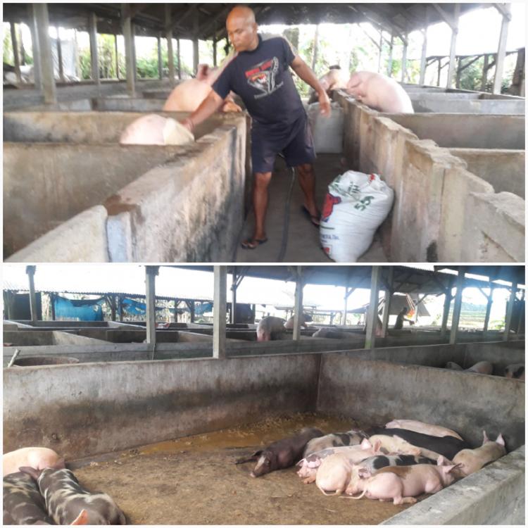 "Pekak Bocil" Bau tapi Menguntungkan