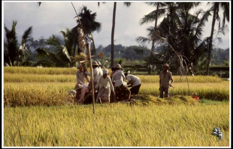 Pelestarian tradisi “MANYI” di subak celuk desa Sedang