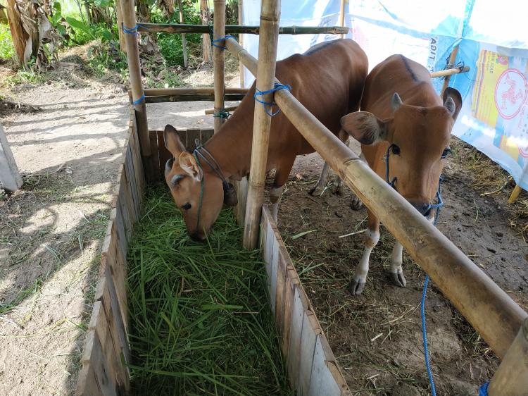 Peluang Simantri Di Desa Sedang