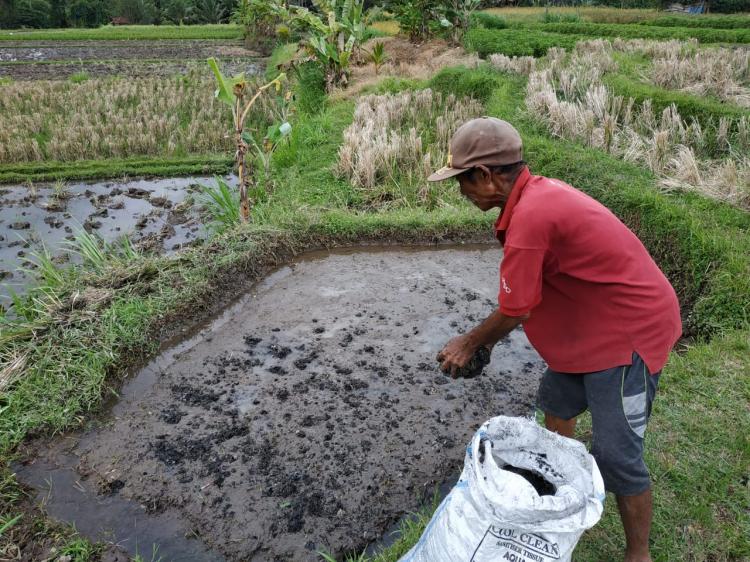 Pemberian arang sekam saat pembibitan benih padi, berikut penjelasan petani subak dledekan