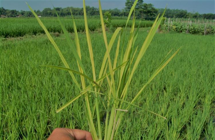 Pengairan Sawah Pada Kapasitas Lapang Cara Petani Subak Celuk Cegah Hama Tungro.