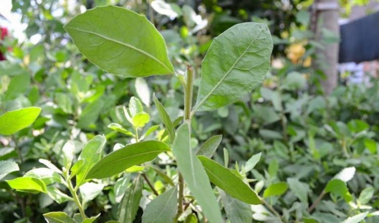 Pentingnya Menanam Tanaman Toga di Pekarangan Rumah