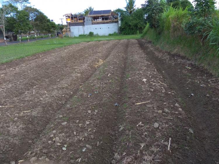 Persiapkan Lahan pada Musim Tanam ke II, Petani Subak Munduk Kerasan Mulai Membuat Bedengan