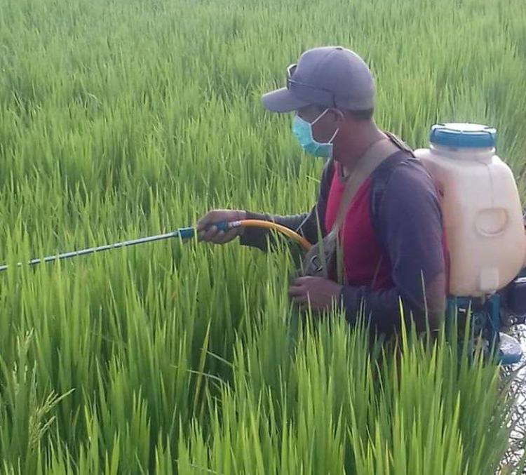 Petani di Desa Sedang Lakukan Penyemprotan