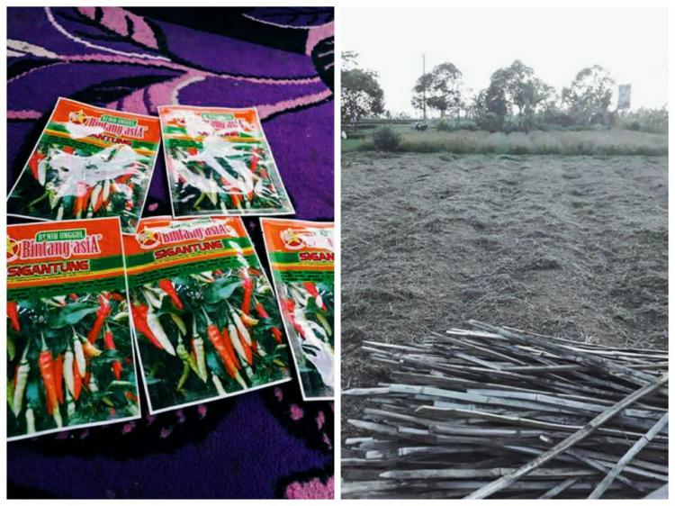 Petani di Subak Tanah Yeng Desa Sedang  Budidaya Cabe