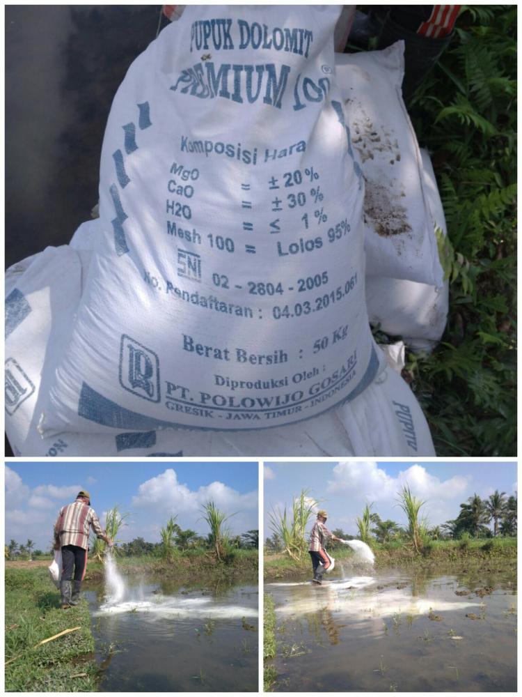 Petani mendapatkan Pupuk Dolomit gratis