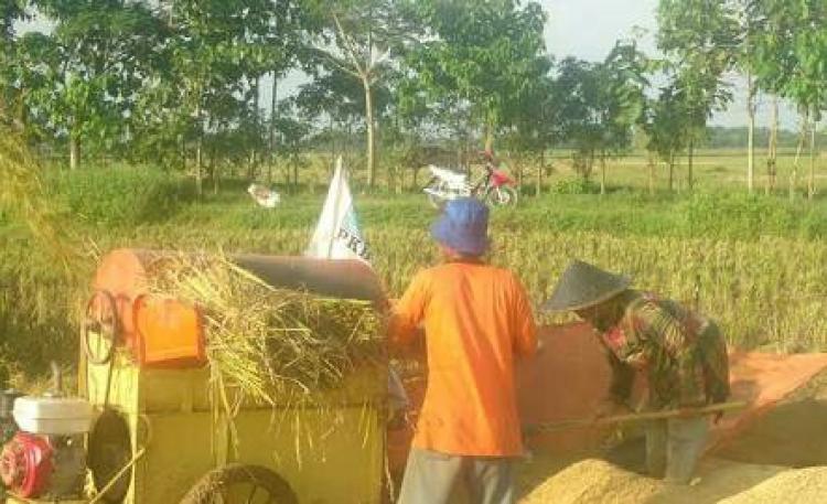 Petani mulai gunakan mesin panen padi