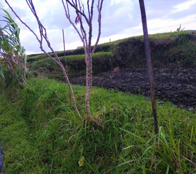 Petani subak dledekan tanam ubi kayu di seputaran lereng sawahnya, Bukan tanpa alasan ini dia maksudnya