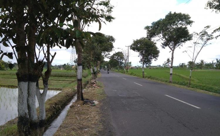 Pohon-pohon Yang Ditanam di Tepi Jalan Mempunyai Banyak Manfaat