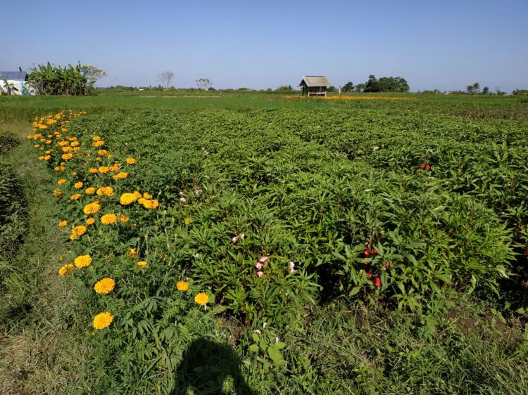 Potensi Agrowisata Di Desa Sedang