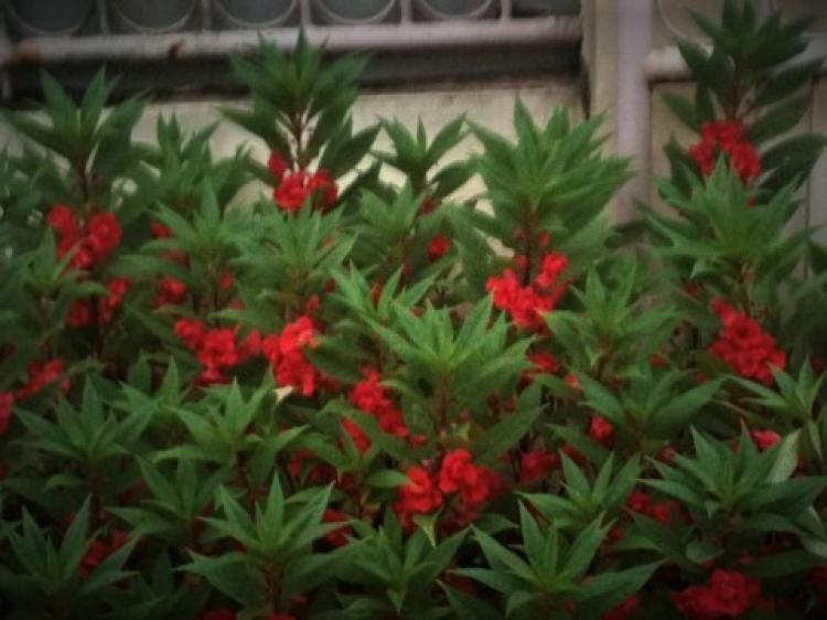 Potensi Bunga Pacar Air Sebagai Sentra Komuditi Unggulan di Desa Sedang