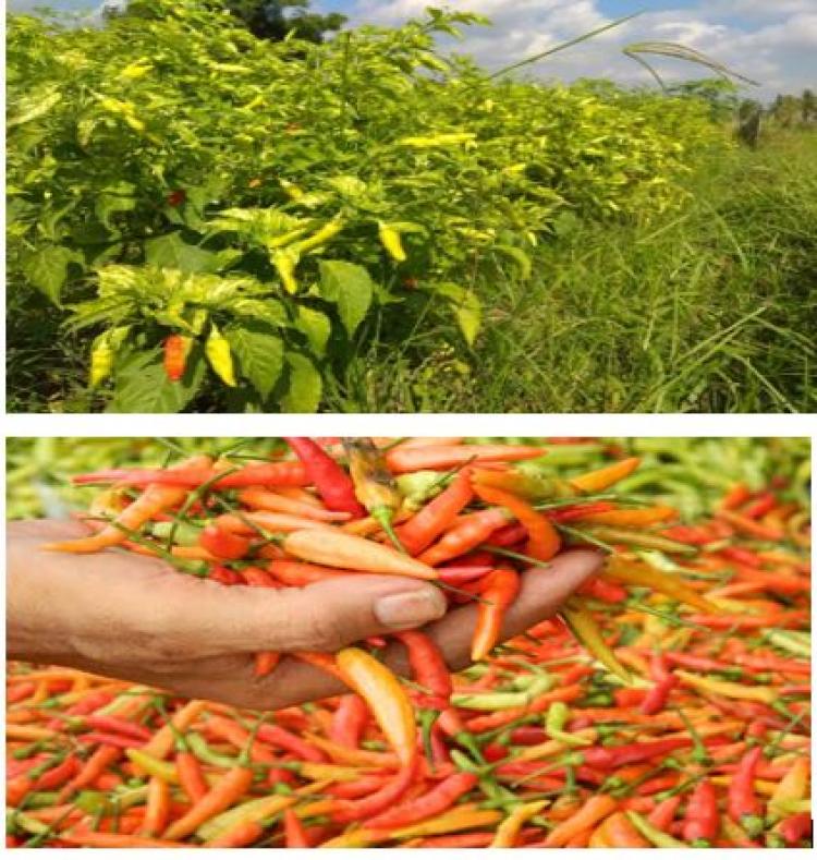 Produksi cabai di Desa Sedang menurun, karena menanam di musim hujan