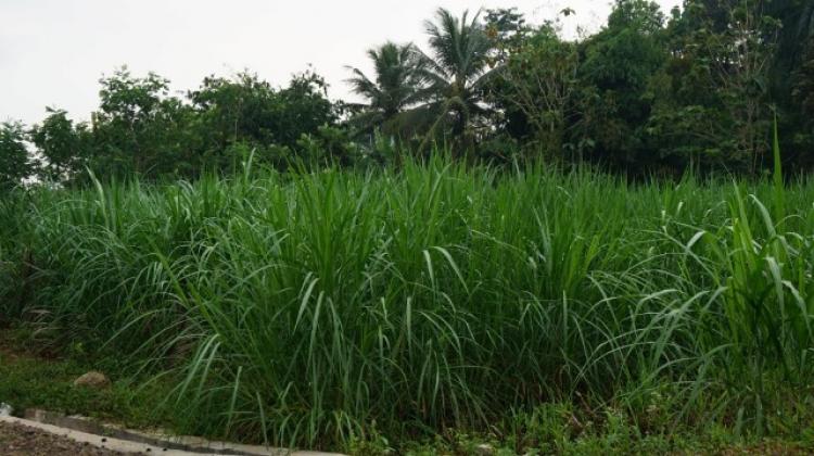 Rumput gajah, bukan sekedar rumput-rumputan bagi peternak sapi di desa sedang
