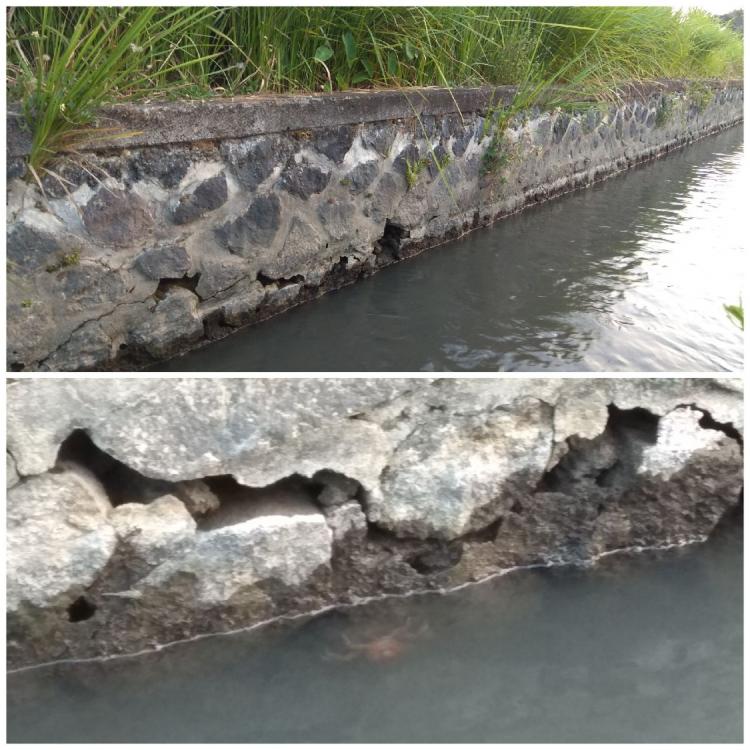 Saluran Irigasi di Subak Dledekan Desa Sedang Banyak yang Berlubang, Hewan Satu Ini Menjadi Pemicunya