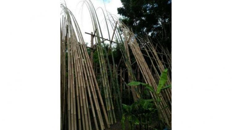 Satu Minggu Menjelang Galungan, Bambu Penjor Mulai Diburu Warga