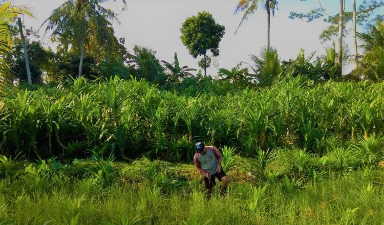 Satu-Satunya di Desa Sedang, Budidaya Pandan Wangi oleh Tut De Petani Subak Dledekan