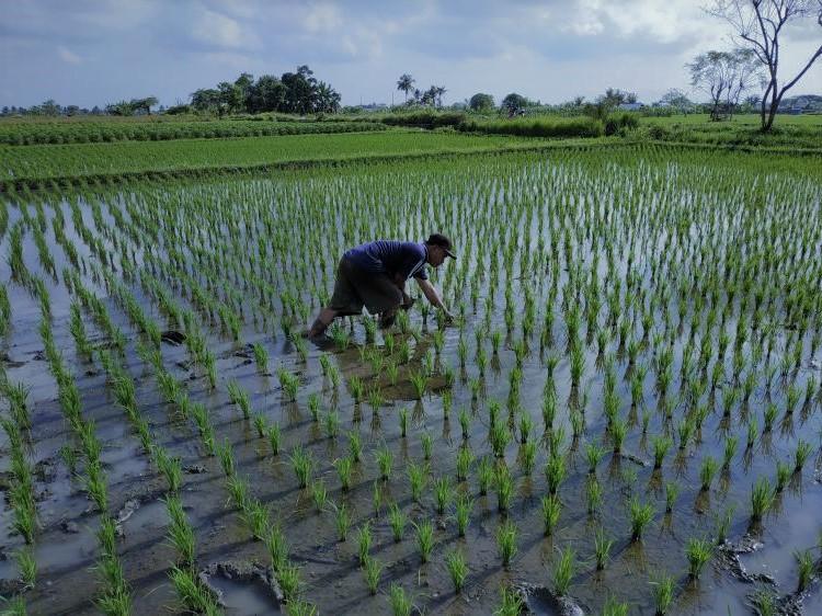 Semangat Petani Subak Dledekan Melakukan Penanaman Walau Ditengah Hujan