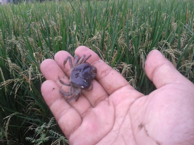 Sering Dianggap Sebagai Hama Ternyata Kepiting Sawah Memiliki Manfaat Penyembuh Penyakit Liver