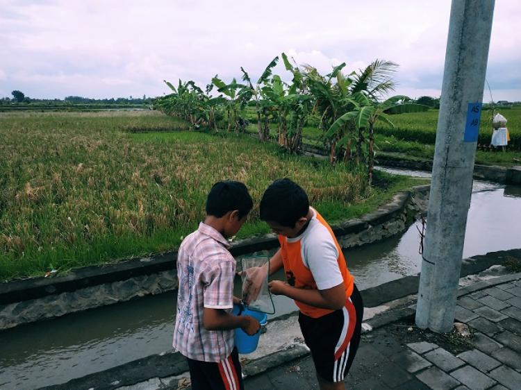 Serunya Kegiatan Anak-Anak di Sawah Dledekan Desa Sedang