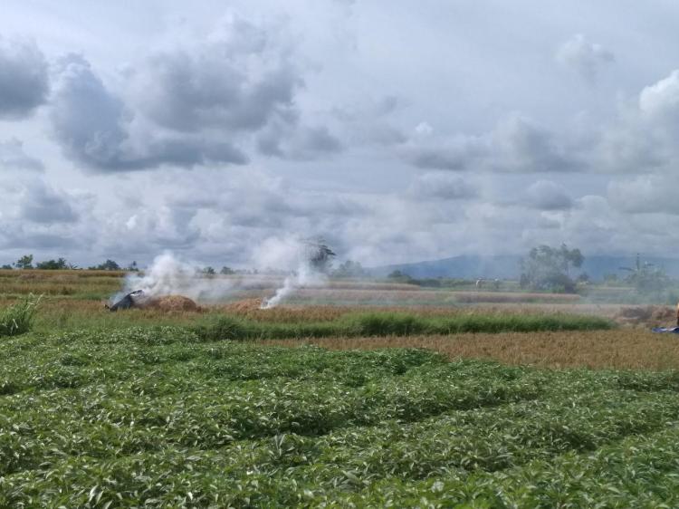 Stop Bakar Jerami Sesudah Panen!!