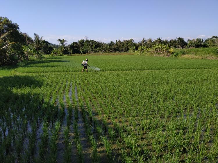 Sudah Tepat! Petani Subak Dledekan Desa Sedang Mulai Lakukan Penyemprotan Pestisida